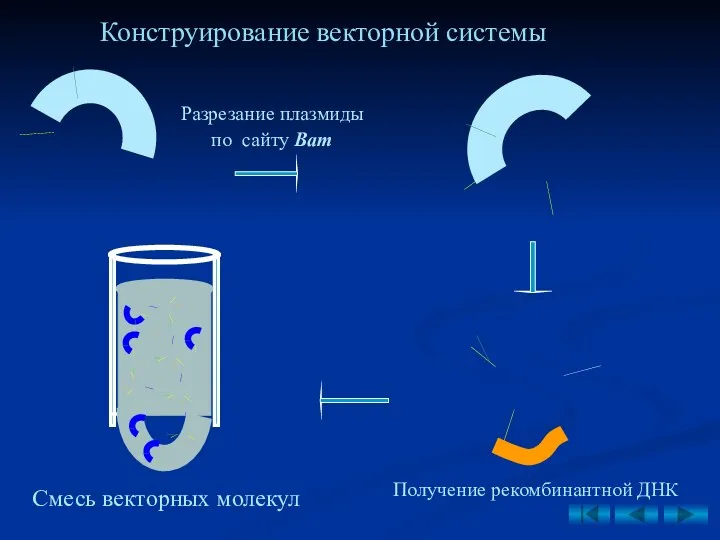 Конструирование векторной системы Разрезание плазмиды по сайту Bam Смесь векторных молекул Получение рекомбинантной ДНК