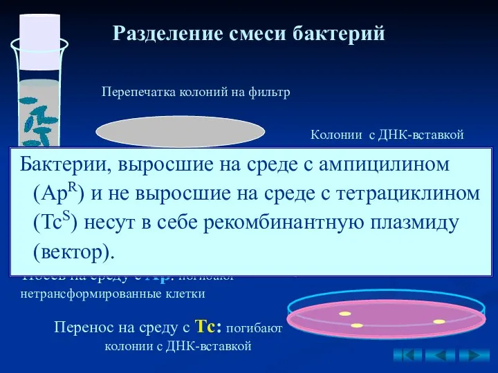 Разделение смеси бактерий Посев на среду с Ap: погибают нетрансформированные