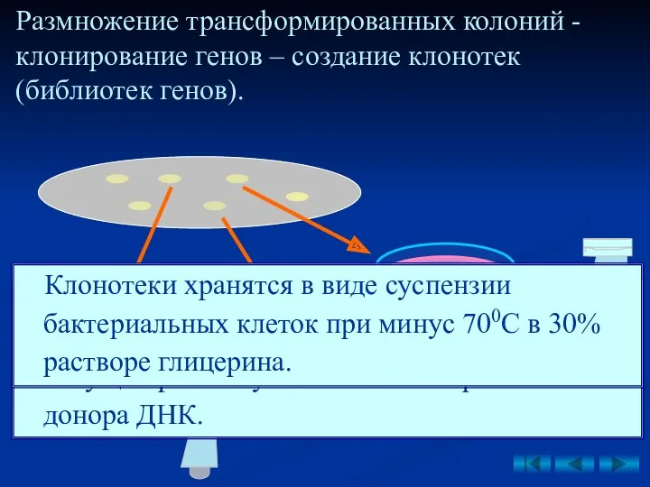 Размножение трансформированных колоний - клонирование генов – создание клонотек (библиотек