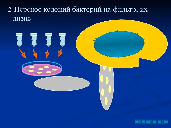 2. Перенос колоний бактерий на фильтр, их лизис