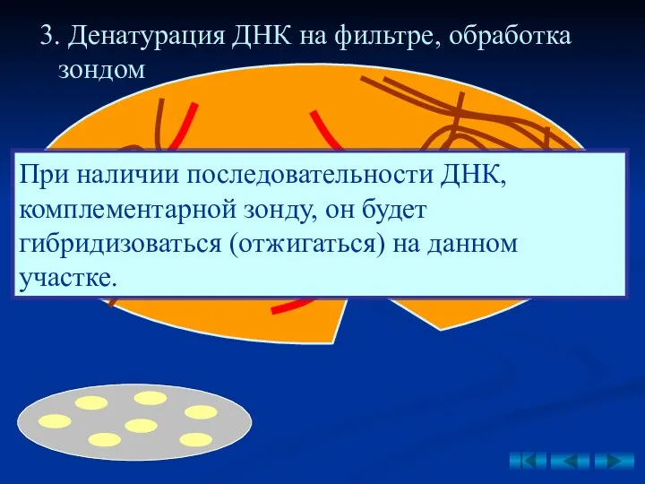 3. Денатурация ДНК на фильтре, обработка зондом При наличии последовательности