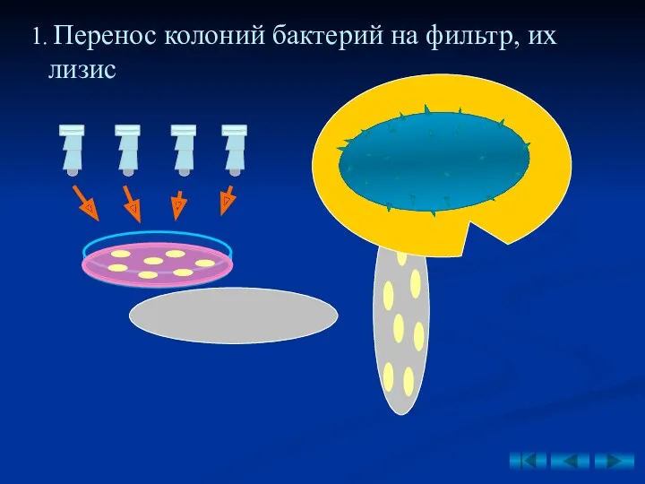 1. Перенос колоний бактерий на фильтр, их лизис