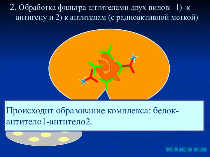 2. Обработка фильтра антителами двух видов: 1) к антигену и