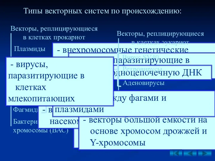 Типы векторных систем по происхождению: - внехромосомные генетические элементы прокариот