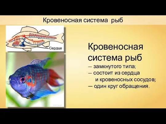 André Karwath Кровеносная система рыб — замкнутого типа; — состоит