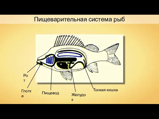Желудок Тонкая кишка Пищеварительная система рыб Рот Глотка Пищевод