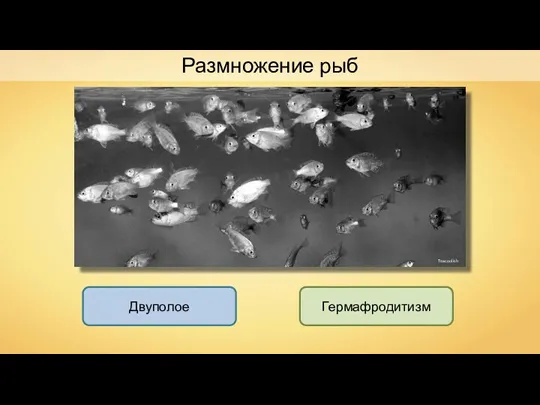 Размножение рыб Двуполое Гермафродитизм Teacoolish