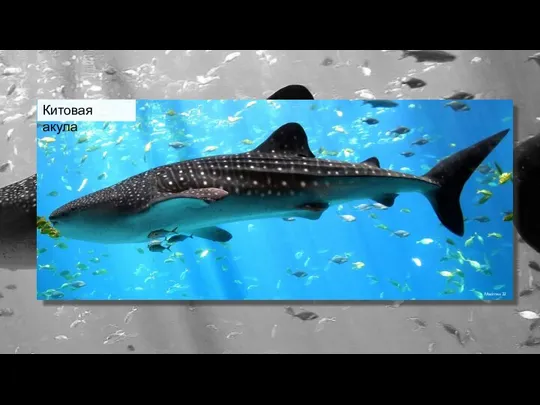 Madmax32 Китовая акула