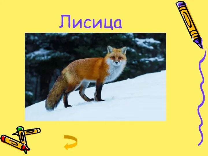 Лисица