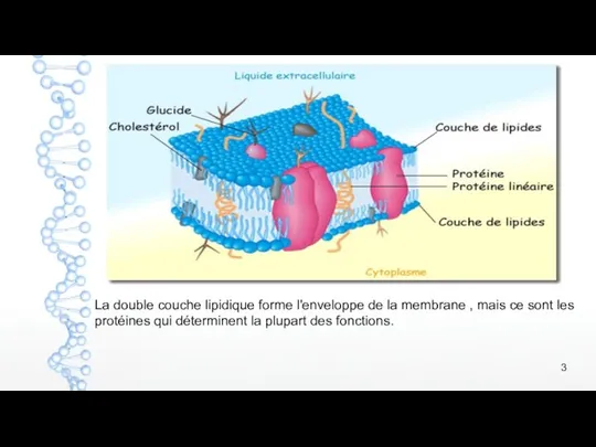 La double couche lipidique forme l'enveloppe de la membrane ,