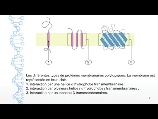 Les différentes types de protéines membranaires polytopiques. La membrane est