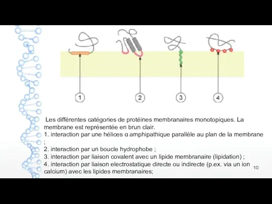 Les différentes catégories de protéines membranaires monotopiques. La membrane est