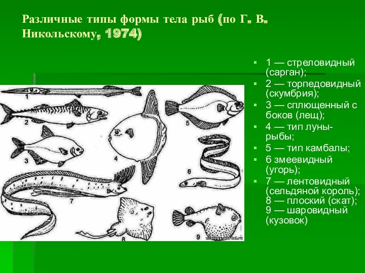 1 — стреловидный (сарган); 2 — торпедовидный (скумбрия); 3 —