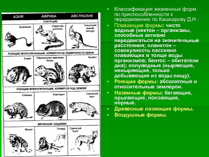 Классификация жизненных форм по приспособленности к передвижению по Кашкарову Д.Н.: