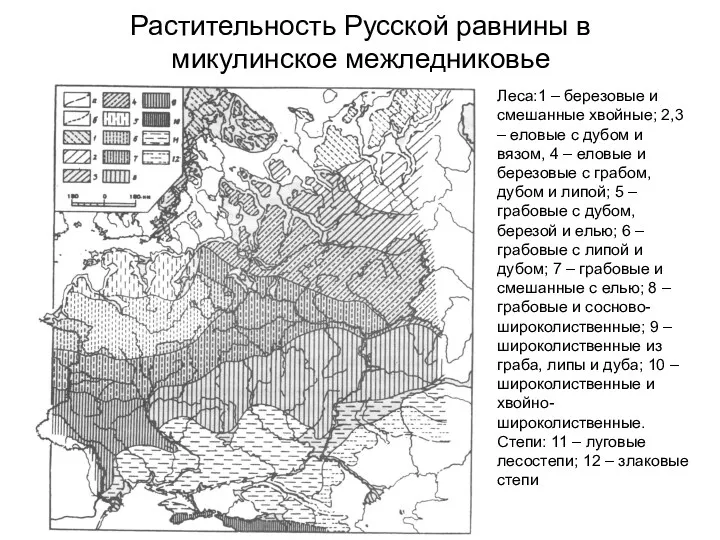 Растительность Русской равнины в микулинское межледниковье Леса:1 – березовые и смешанные хвойные; 2,3