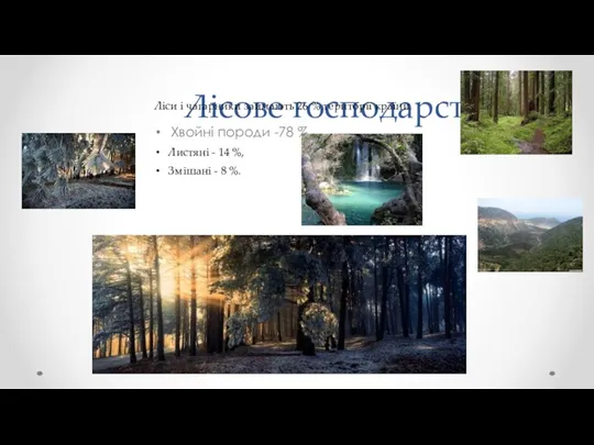Лісове господарство Хвойні породи -78 %, Ліси і чагарники займають