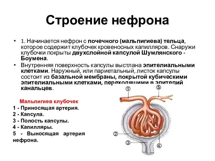 Строение нефрона 1. Начинается нефрон с почечного (мальпигиева) тельца, которое содержит клубочек кровеносных