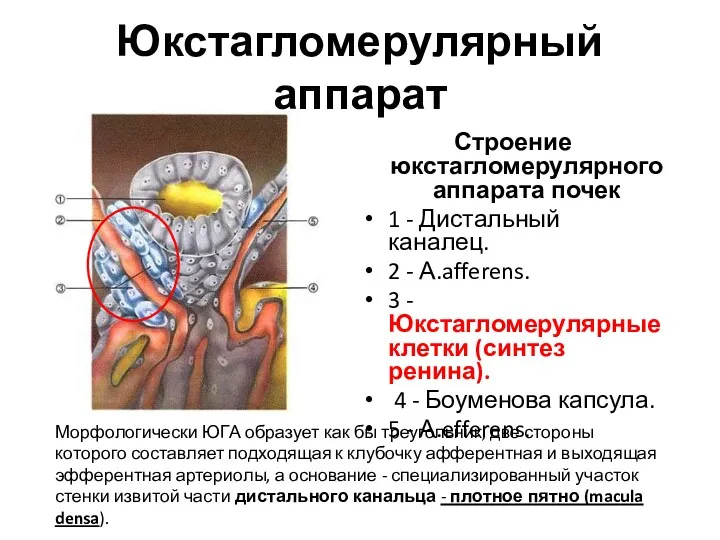 Юкстагломерулярный аппарат Строение юкстагломерулярного аппарата почек 1 - Дистальный каналец.