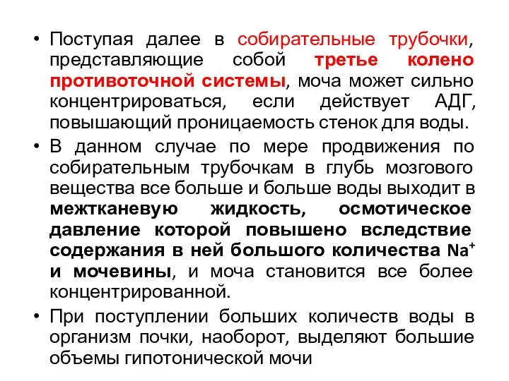 Поступая далее в собирательные трубочки, представляющие собой третье колено противоточной системы, моча может