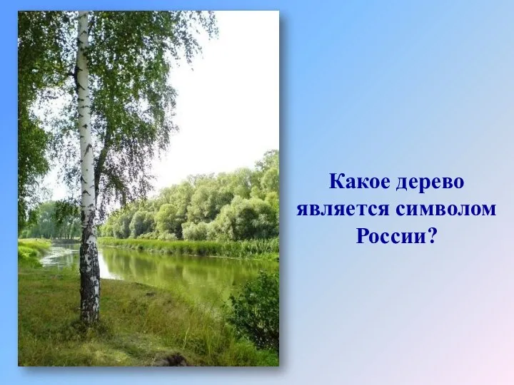 Какое дерево является символом России?