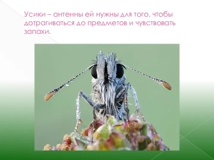 Усики – антенны ей нужны для того, чтобы дотрагиваться до предметов и чувствовать запахи.