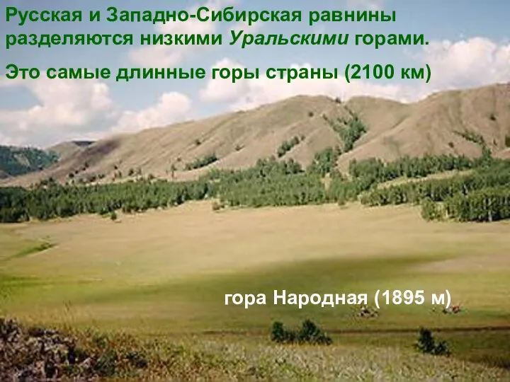 Русская и Западно-Сибирская равнины разделяются низкими Уральскими горами. Это самые