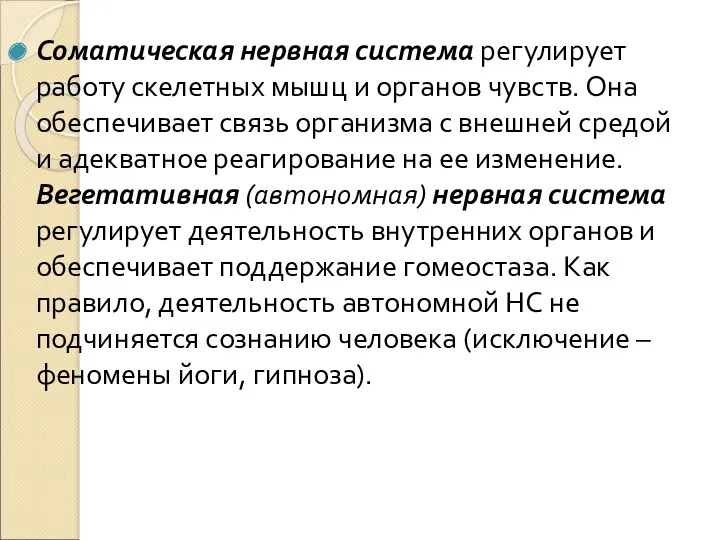 Соматическая нервная система регулирует работу скелетных мышц и органов чувств.