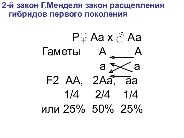 2-й закон Г.Менделя закон расщепления гибридов первого поколения P♀ Aа