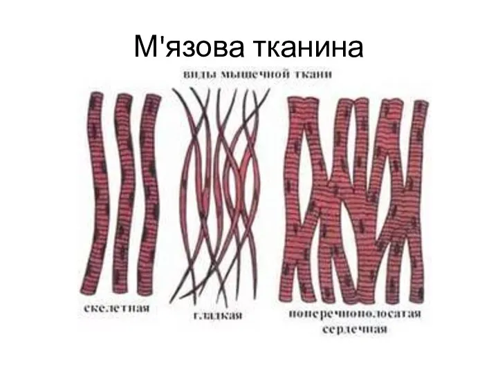 М'язова тканина