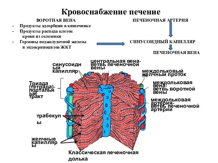 Кровоснабжение печение ВОРОТНАЯ ВЕНА ПЕЧЕНОЧНАЯ АРТЕРИЯ Продукты адсорбции в кишечнике
