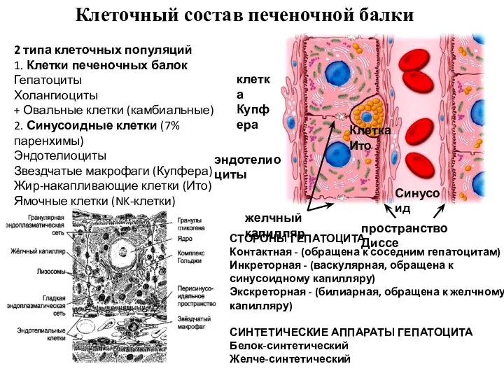 Клеточный состав печеночной балки СТОРОНЫ ГЕПАТОЦИТА Контактная - (обращена к