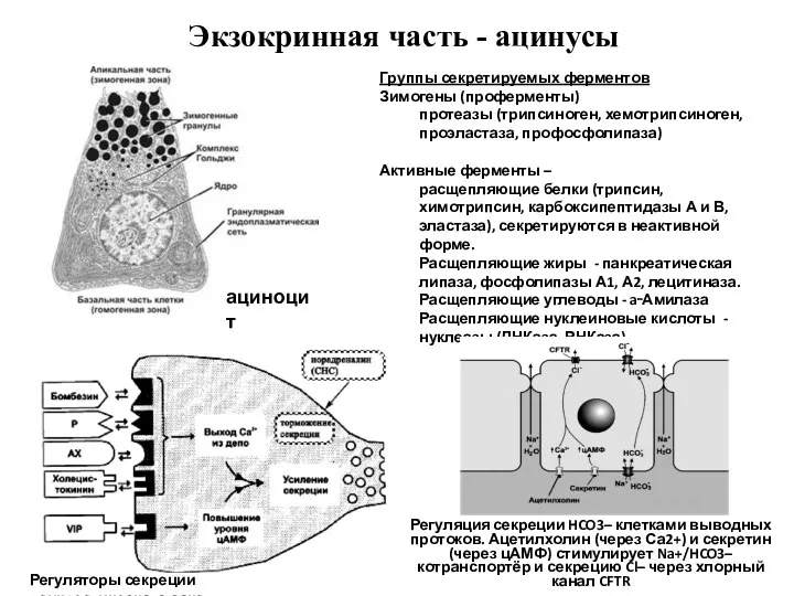 Экзокринная часть - ацинусы Группы секретируемых ферментов Зимогены (проферменты) протеазы