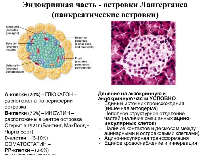 Эндокринная часть - островки Лангерганса (панкреатические островки) А-клетки (20%) –