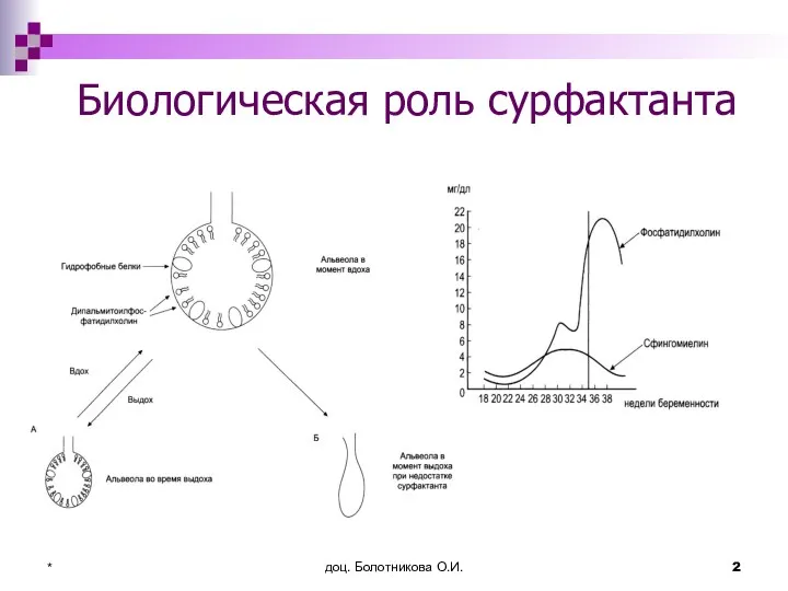 доц. Болотникова О.И. * Биологическая роль сурфактанта