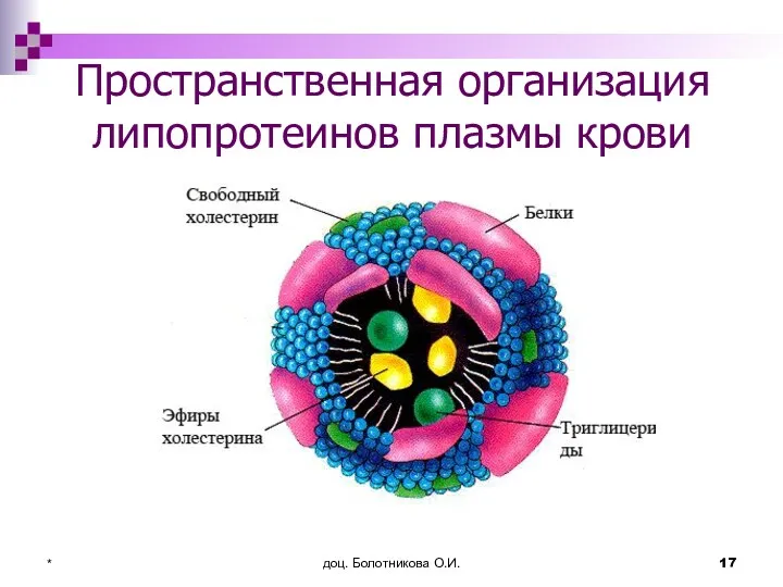 доц. Болотникова О.И. * Пространственная организация липопротеинов плазмы крови