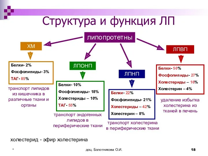 доц. Болотникова О.И. * Структура и функция ЛП липопротетны ЛПНП