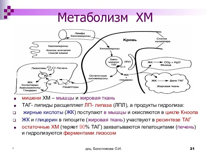 доц. Болотникова О.И. * Метаболизм ХМ мишени ХМ – мышцы