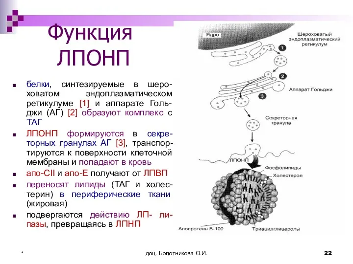 доц. Болотникова О.И. * Функция ЛПОНП белки, синтезируемые в шеро-ховатом