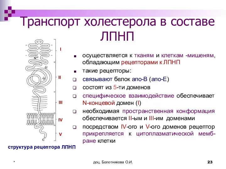 доц. Болотникова О.И. * Транспорт холестерола в составе ЛПНП осуществляется