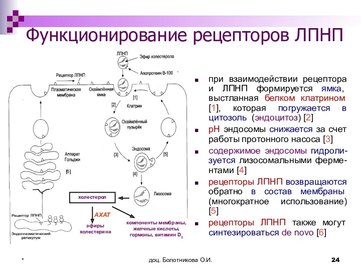 доц. Болотникова О.И. * Функционирование рецепторов ЛПНП при взаимодействии рецептора