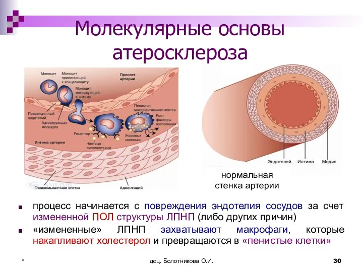 доц. Болотникова О.И. * Молекулярные основы атеросклероза процесс начинается с