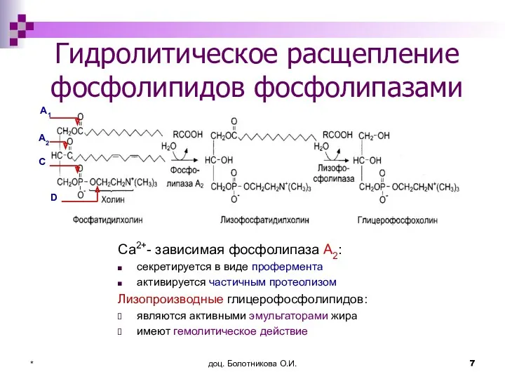 доц. Болотникова О.И. * Гидролитическое расщепление фосфолипидов фосфолипазами Са2+- зависимая