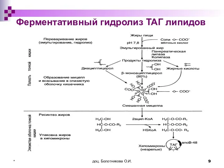 доц. Болотникова О.И. * Ферментативный гидролиз ТАГ липидов