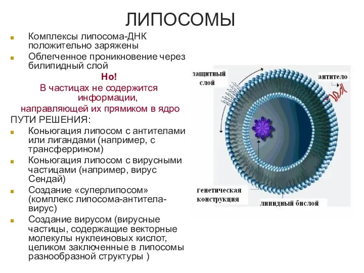 ЛИПОСОМЫ Комплексы липосома-ДНК положительно заряжены Облегченное проникновение через билипидный слой