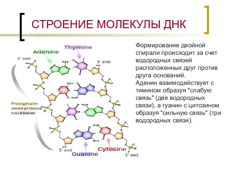 СТРОЕНИЕ МОЛЕКУЛЫ ДНК Формирование двойной спирали происходит за счет водородных