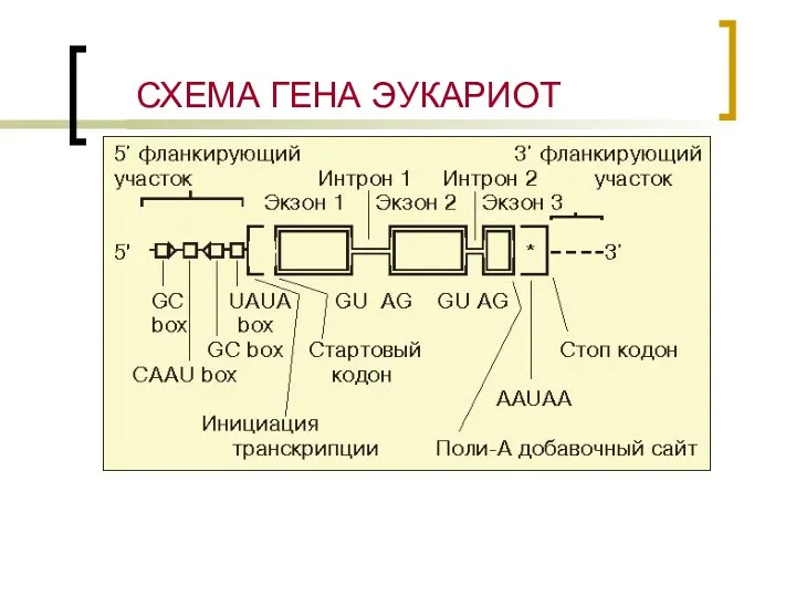 СХЕМА ГЕНА ЭУКАРИОТ