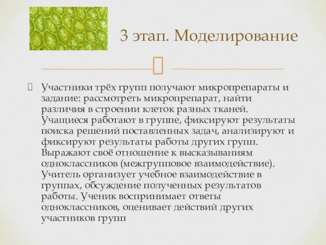 Участники трёх групп получают микропрепараты и задание: рассмотреть микропрепарат, найти