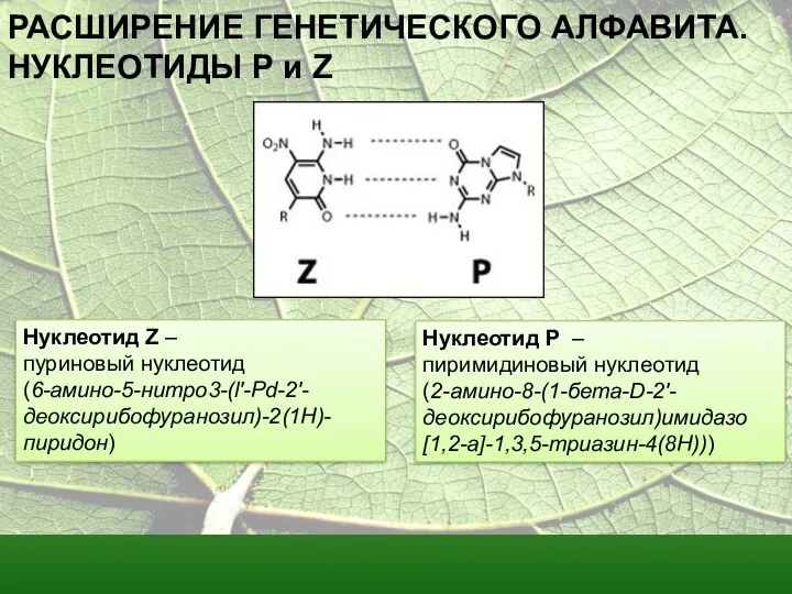 РАСШИРЕНИЕ ГЕНЕТИЧЕСКОГО АЛФАВИТА. НУКЛЕОТИДЫ Р и Z Нуклеотид Z –