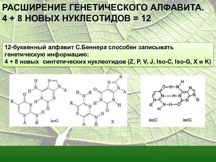 12-буквенный алфавит С.Беннера способен записывать генетическую информацию: 4 + 8