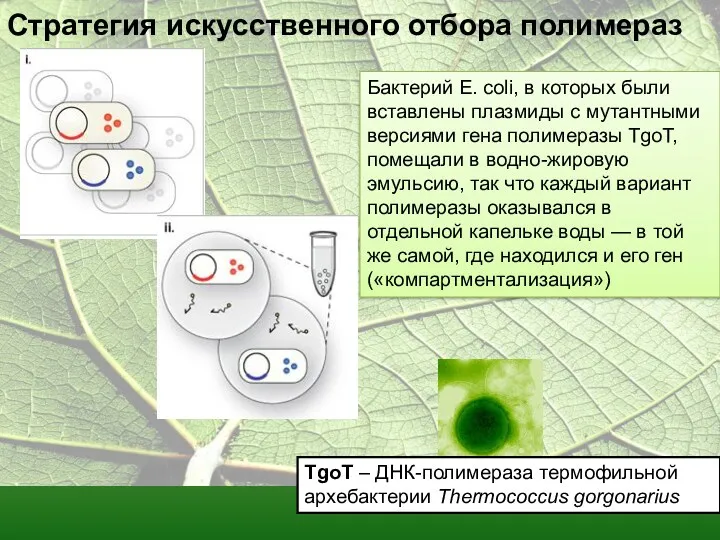 Стратегия искусственного отбора полимераз Бактерий E. coli, в которых были